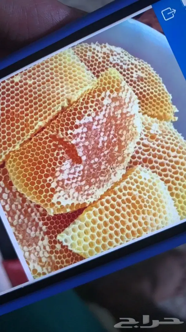 عسل السدره الجبلي وطلحه ومجرى وسمره وملكي خاص مضمون 3