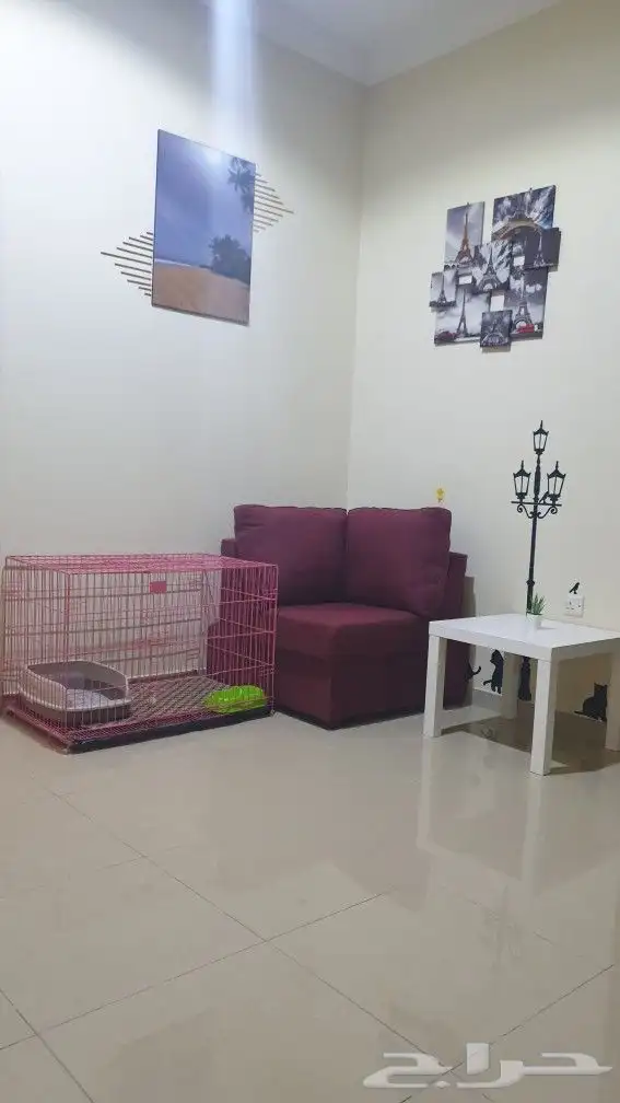 قط ذكر سكوتش فولد هجين للتزاوج جدة 23