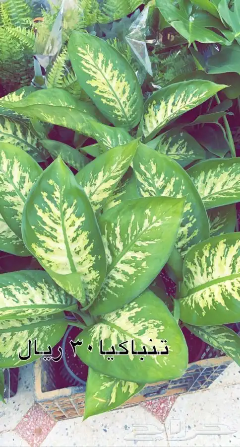 احواض فخار. واشجار مخفظه جميع الانواع 6