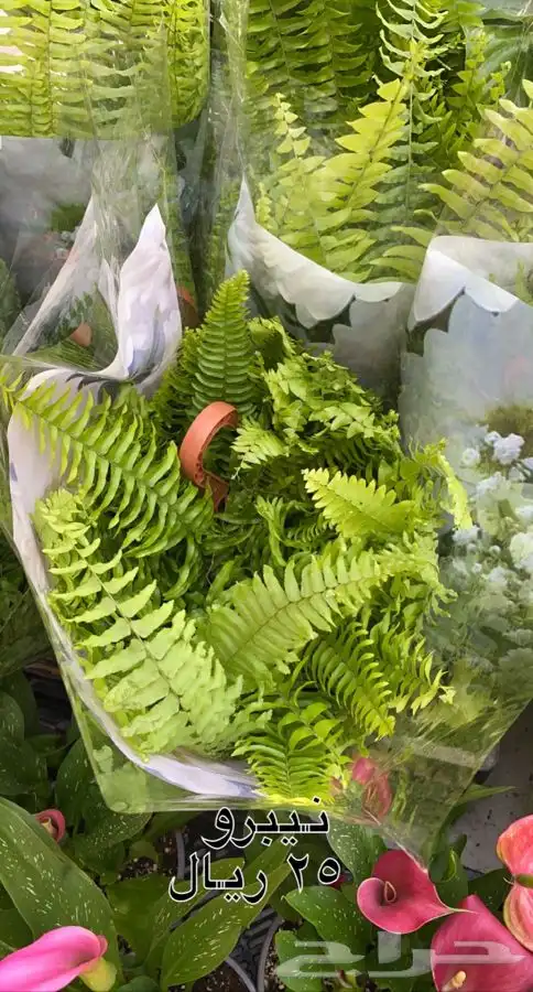 احواض فخار. واشجار مخفظه جميع الانواع 7