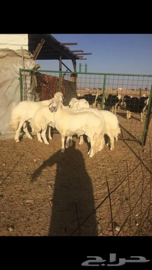 عروض فحول حريات عروض فقط للمشاهده 0