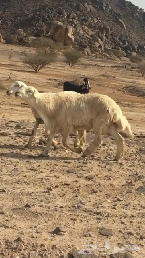 عروض فحول حريات عروض فقط للمشاهده 10
