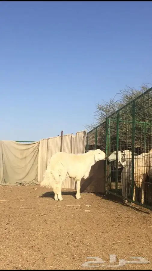 عروض فحول حريات عروض فقط للمشاهده 14
