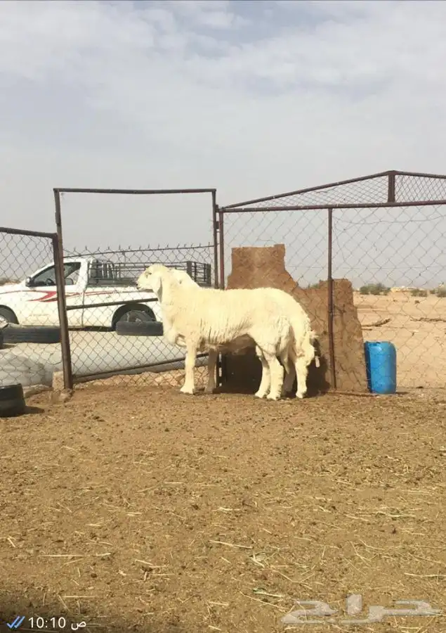 عروض فحول حريات عروض فقط للمشاهده 11
