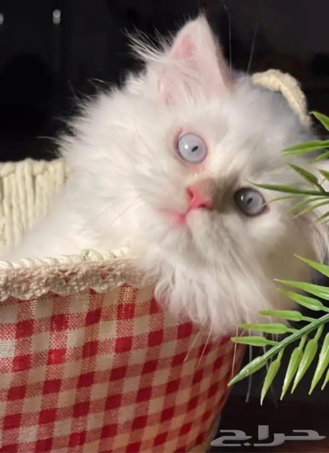 فندقه قطط فندقه ولاده قطط تزاوج قطط يوجد تقسيط تابي 0