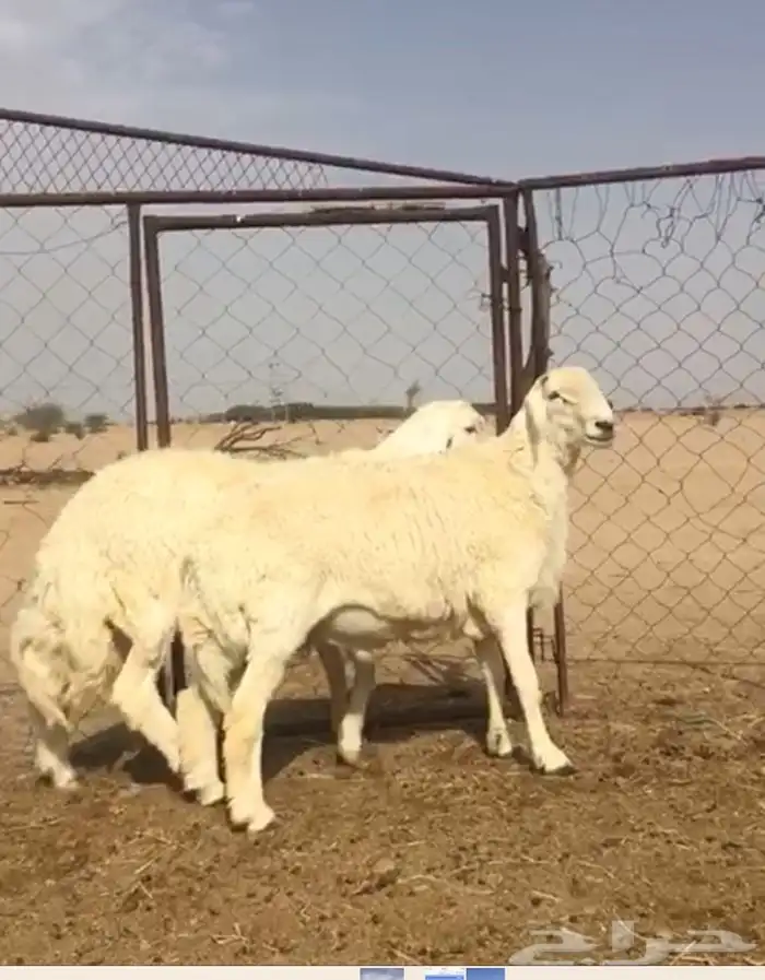عروض فحول حريات عروض فقط للمشاهده 12