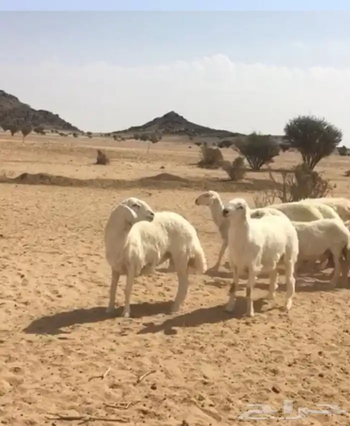 عروض فحول حريات عروض فقط للمشاهده 17