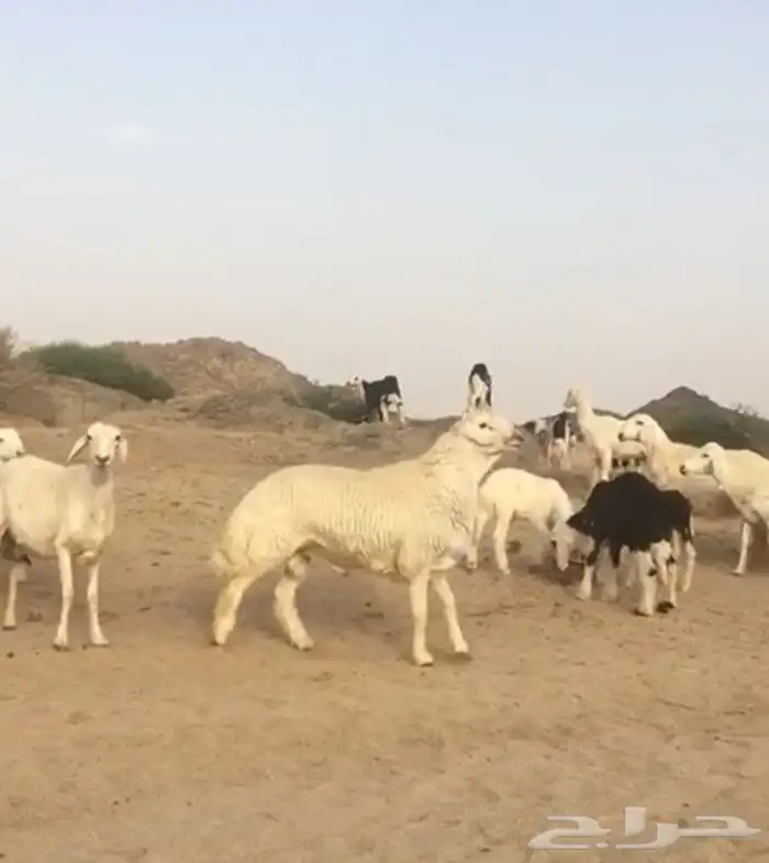 عروض فحول حريات عروض فقط للمشاهده 7