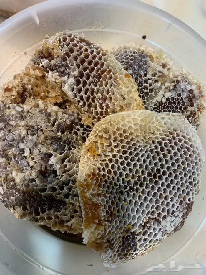 عسل بلدي من منحلي سدر سمره طلحه مجرى شمع صافي 2