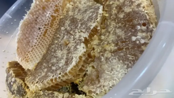 عسل بلدي من منحلي سدر سمره طلحه مجرى شمع صافي 0