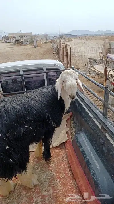 ذبايح حري نجدي نعيمي سواكني 5