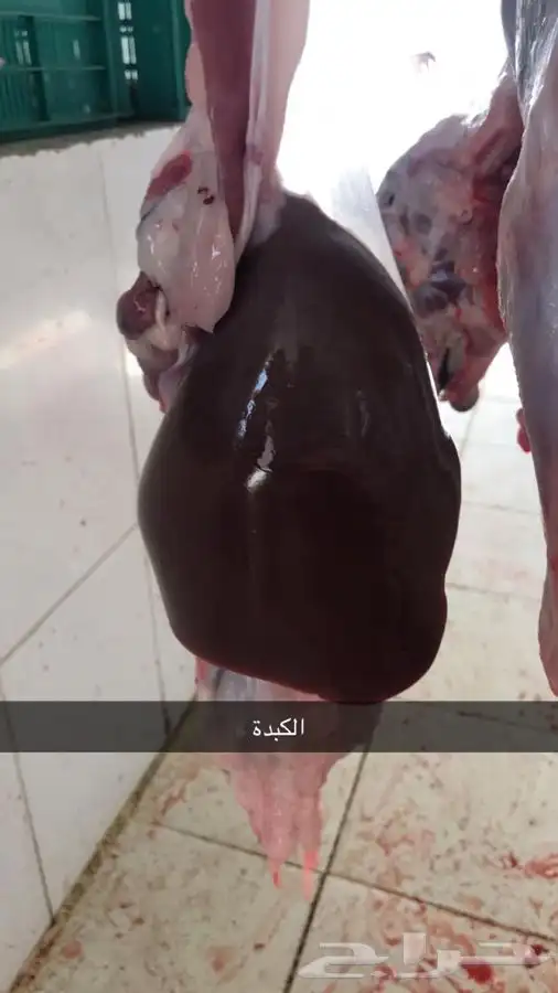ذبائح برية مع التوصيل لحد بيتك 63