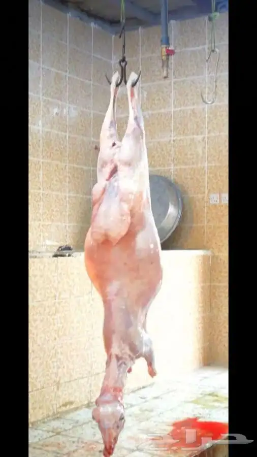 ذبائح برية مع التوصيل لحد بيتك 2