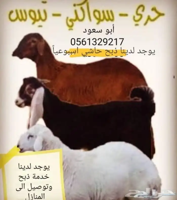 ذبائح برية مع التوصيل لحد بيتك 33