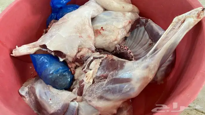ذبائح برية مع التوصيل لحد بيتك 5