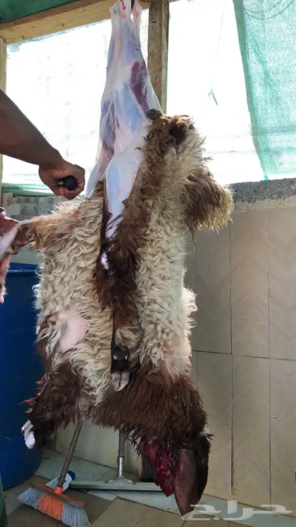 نص تيس ( لحم ني) 52