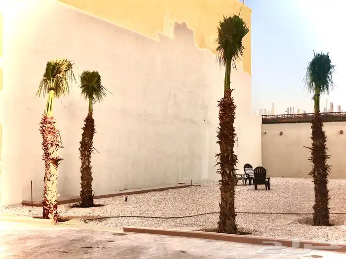 نخل واشنطن  3