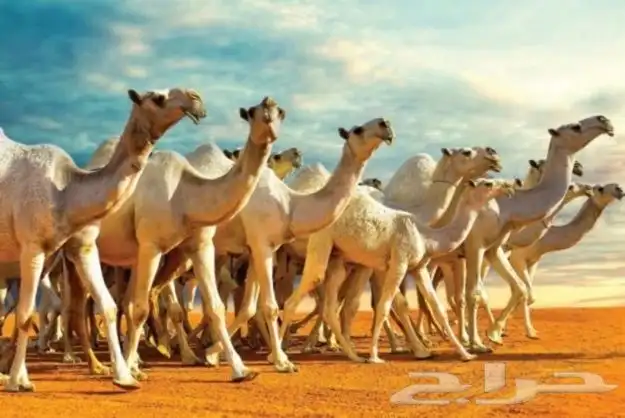 قصائد المناسبات والمدح والتخرج والغزل على طلبكم مرحبا ومسهلا 17