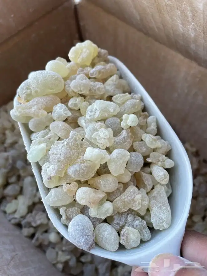 لبان ذكر حوجري اخضر طازج تو واصل من عمان 2