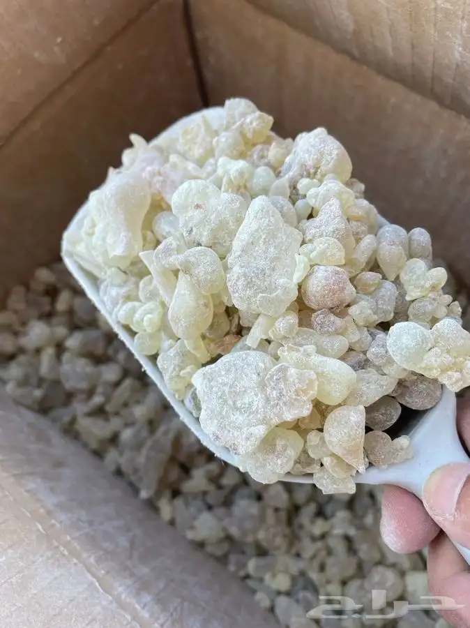 لبان ذكر حوجري اخضر طازج تو واصل من عمان 1