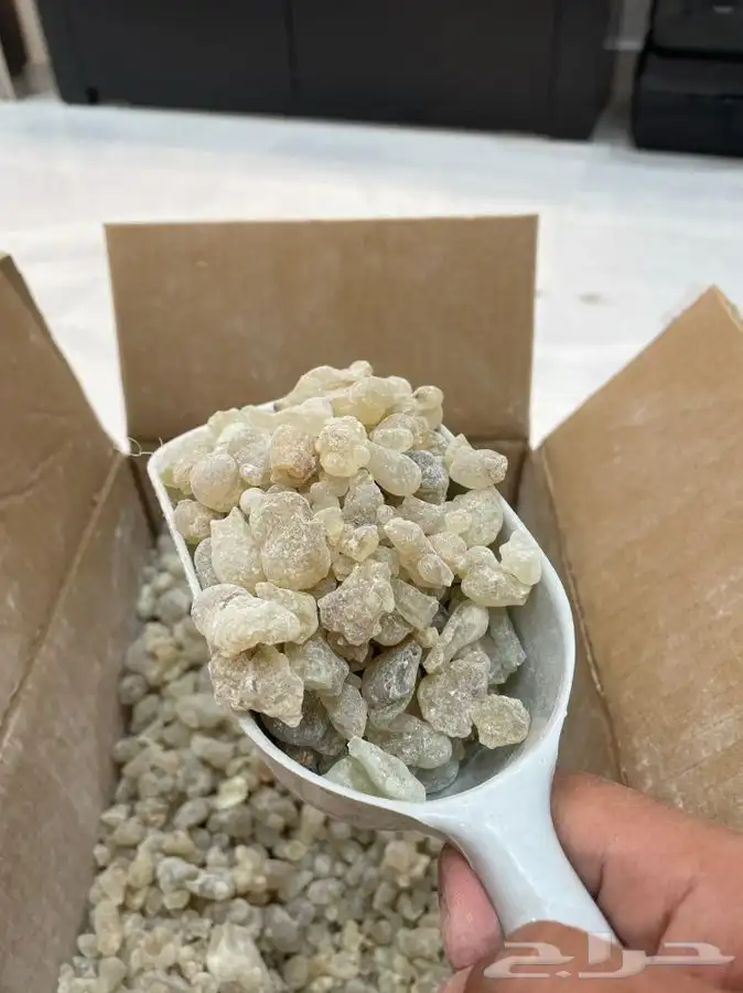 لبان ذكر حوجري اخضر طازج تو واصل من عمان 4