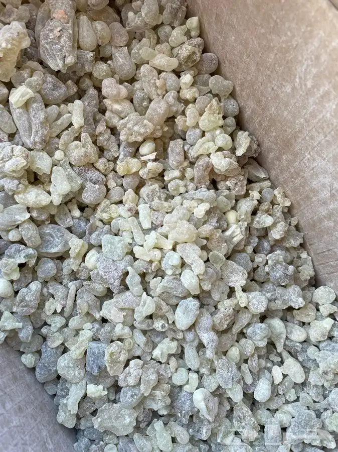 لبان ذكر حوجري اخضر طازج تو واصل من عمان 5