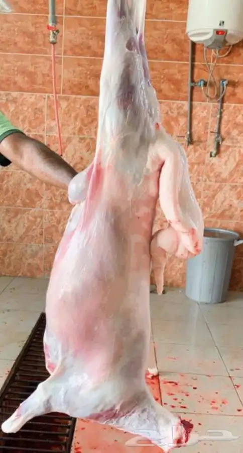 ذبايح خرفان رخال طليان بهم مع السلخ والتوصيل 9