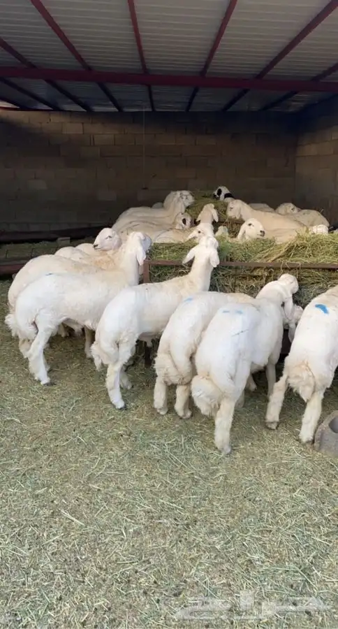 ذبايح خرفان رخال طليان بهم مع السلخ والتوصيل 4