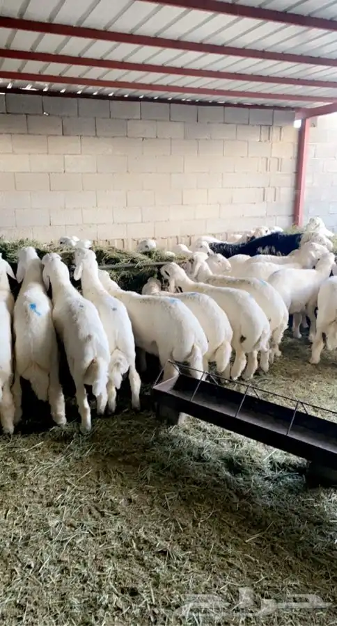 ذبايح خرفان رخال طليان بهم مع السلخ والتوصيل 5