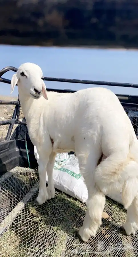 ذبايح خرفان رخال طليان بهم مع السلخ والتوصيل 10