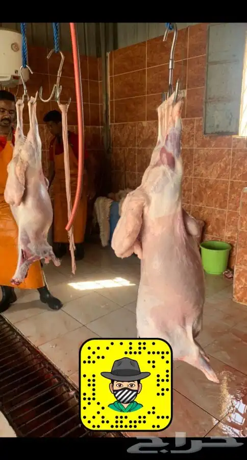 ذبايح خرفان رخال طليان بهم مع السلخ والتوصيل 11