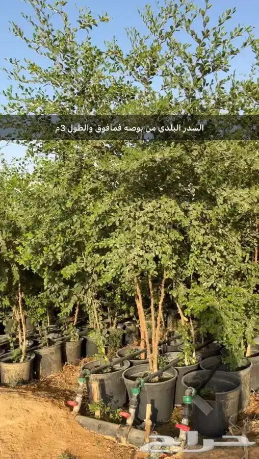 اشجار للبيع ونخيل واشنطونياء وحلفاء الموقع مدينة الرياض 4