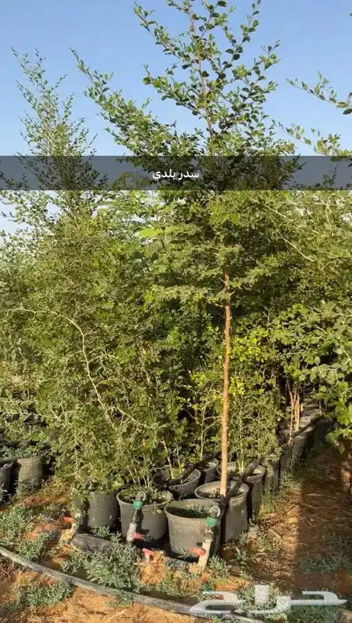 اشجار للبيع ونخيل واشنطونياء وحلفاء الموقع مدينة الرياض 5