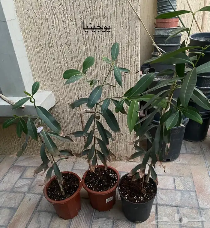 شتلات كرز للبيع 5