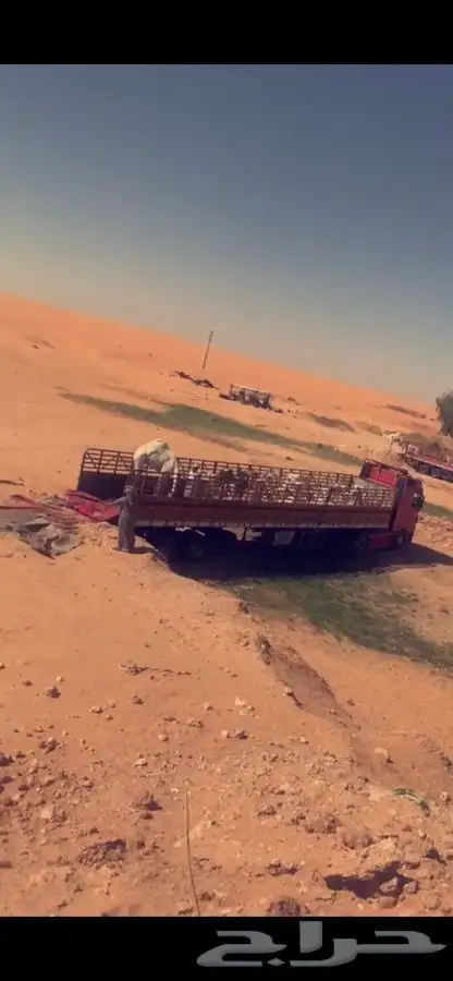 تريلات نقل ابل الى جميع منطق المملكه 2