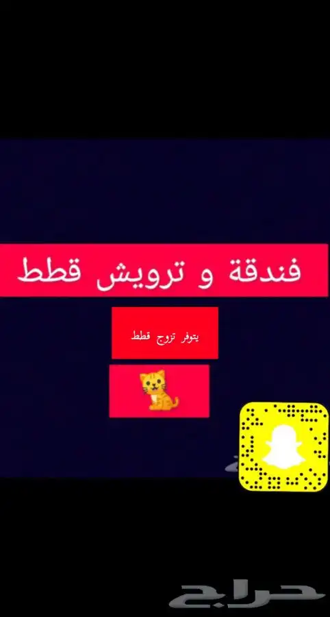 قطط طيور سلاحف اسماك 5