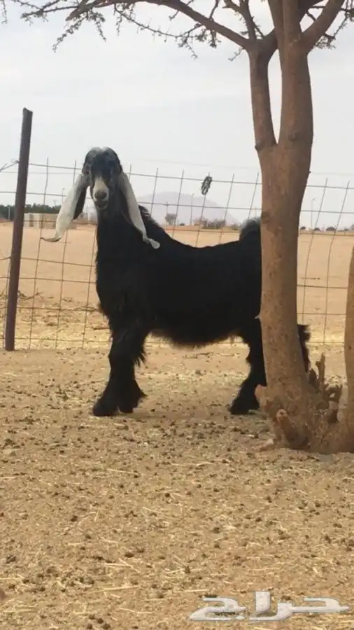 عروض العوارض رقم 2 حلال ابو حمدان الحبابي 14