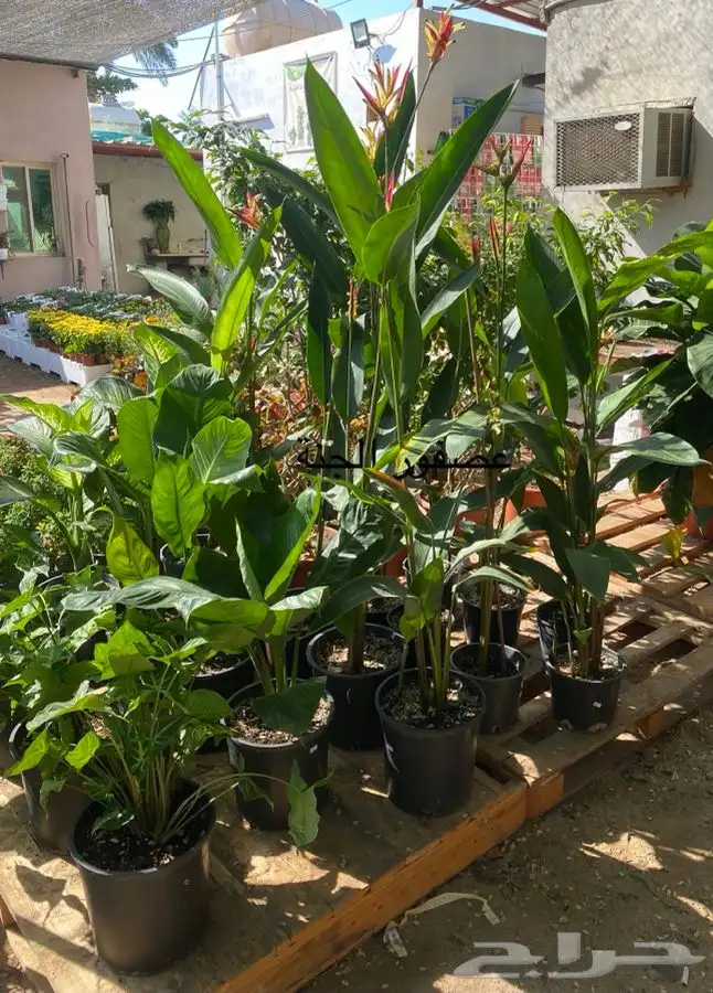 شتلة عصفور الجنة 0