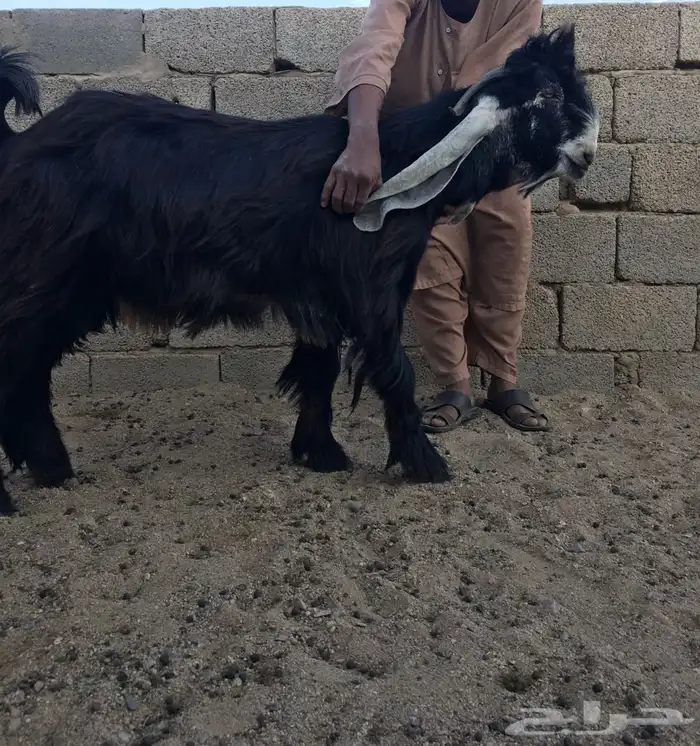 عروض العوارض رقم 2 حلال ابو حمدان الحبابي 20