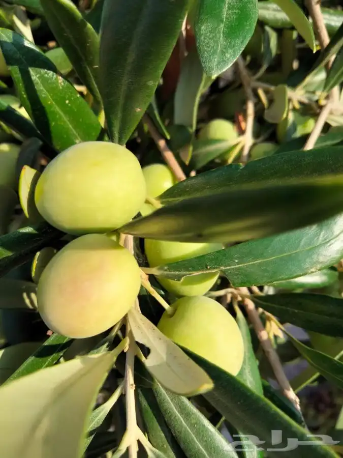 زيت زيتون بكر ممتاز معصور على البارد 3