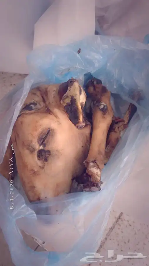ذبيحة برية ثلاجة ذبائح صدقات لحد بيتك 8