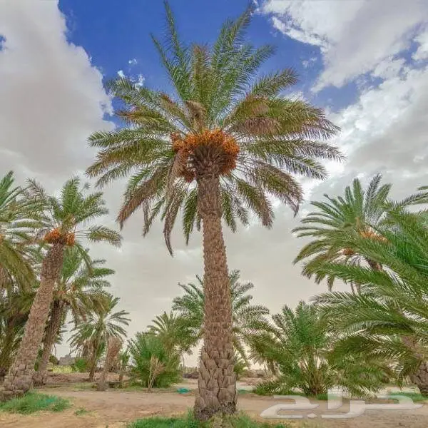 قطع اربع تجاريه مشاعه شارع 40 م غرب بريد 14