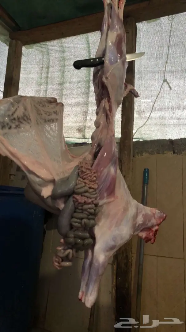 نص تيس ( لحم ني) 64