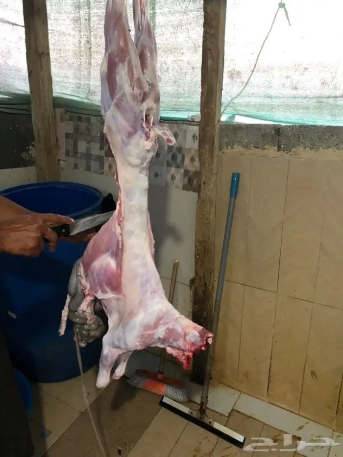 نص تيس ( لحم ني) 62