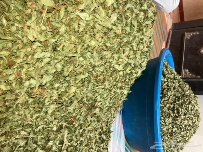 حنا المدينة درجة اولى 0