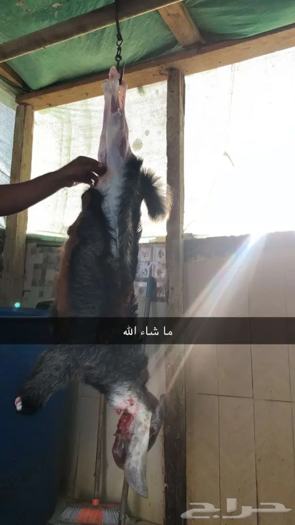 نص تيس ( لحم ني) 65