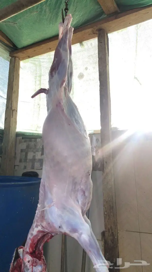 نص تيس ( لحم ني) 66