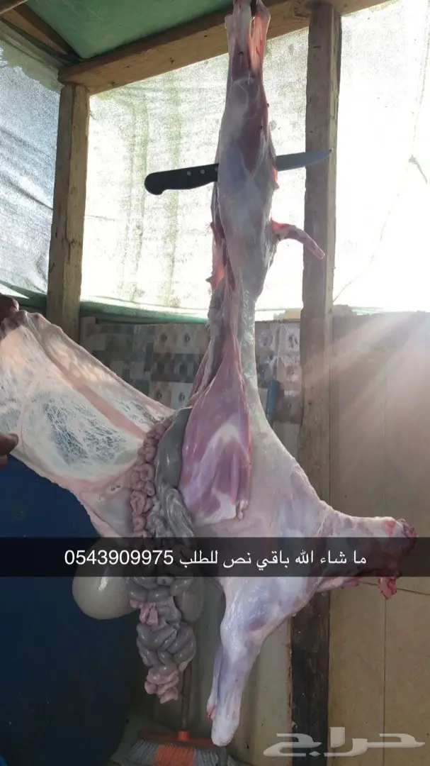 نص تيس ( لحم ني) 67