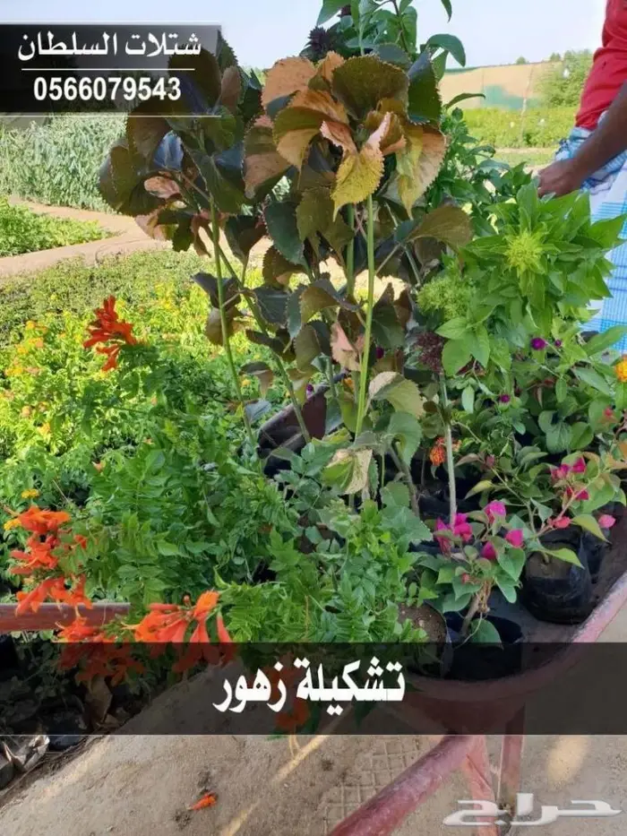 شتلات السلطان .. 0566079543 9