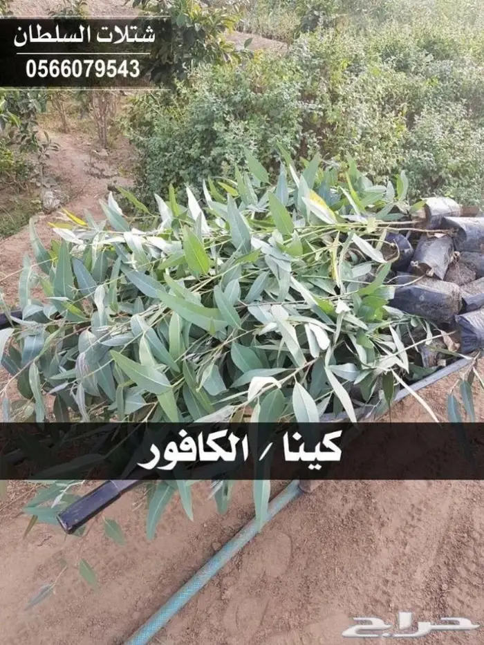 شتلات السلطان .. 0566079543 30